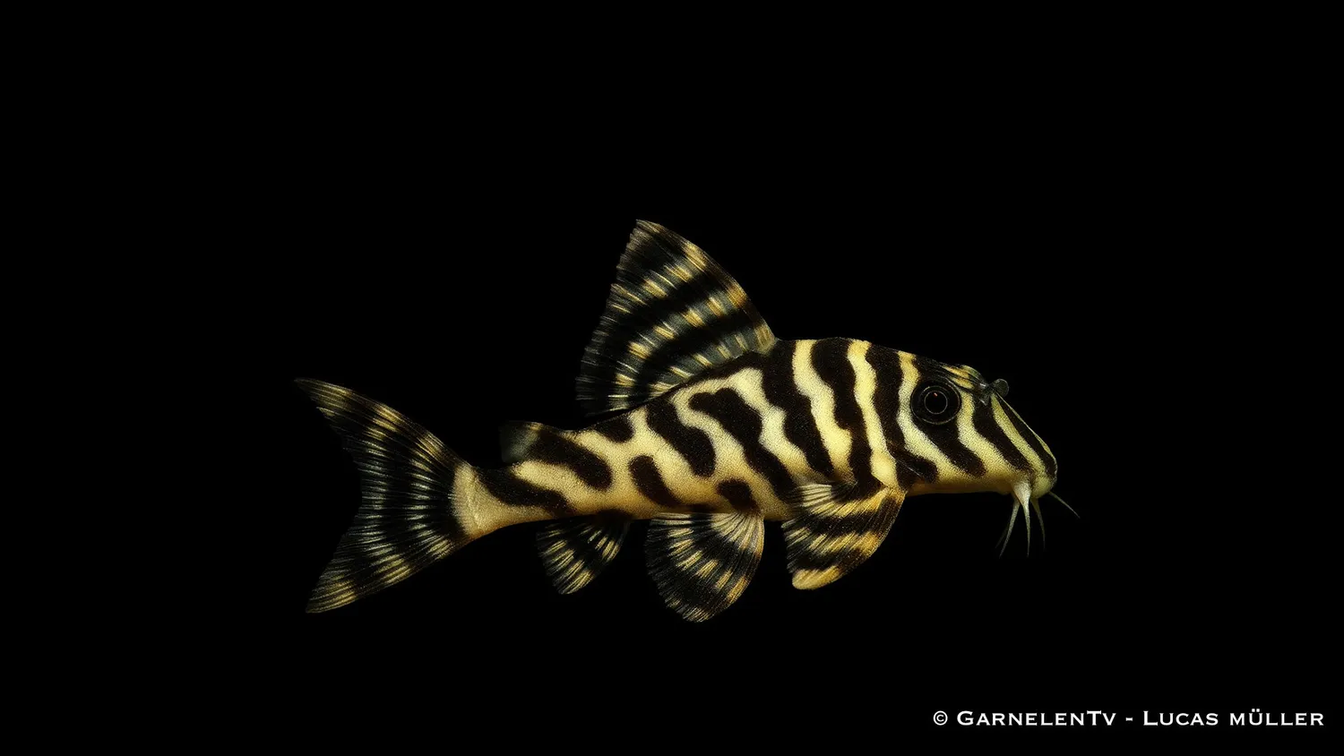 Garnelen TV L134 Peckoltia compta sugmal guldtiger