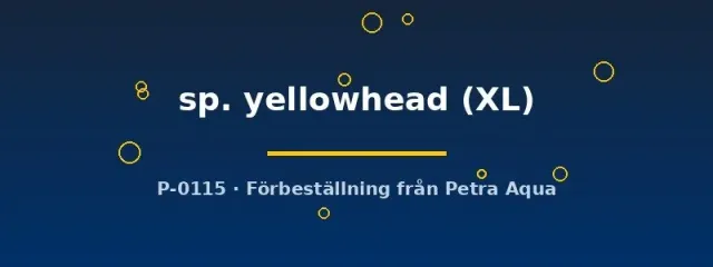 Näsets Ciklidhobby Aulonocara yellowhead påfågelciklid XL