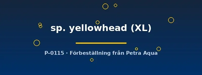 Näsets Ciklidhobby Aulonocara yellowhead påfågelciklid XL