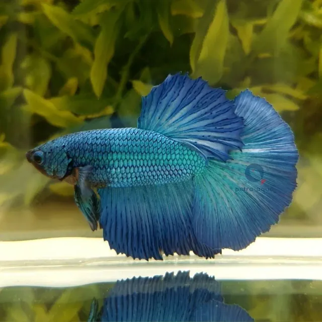 Näsets Ciklidhobby Betta SuperDelta green hane XL fisk