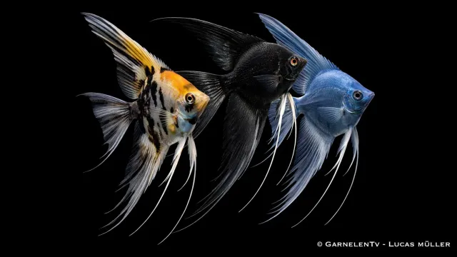Garnelen TV Skalar slöja mix Pterophyllum scalare