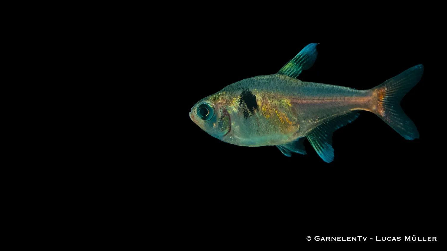 Garnelen TV Gul Hyphessobrycon roseus fantomtetra