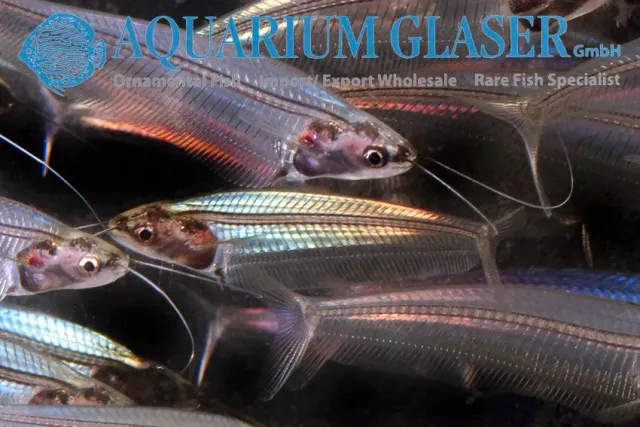Näsets Ciklidhobby Ghost cat glasmal lg–xlg genomskinlig