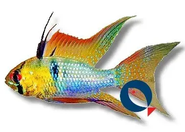 Näsets Ciklidhobby Ramirez dvärgciklid long fin XXL 4,5–5 cm