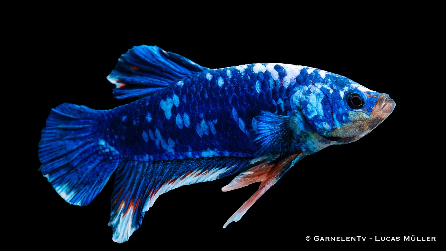 Garnelen TV Koi Galaxy Plakat kampfisk hane