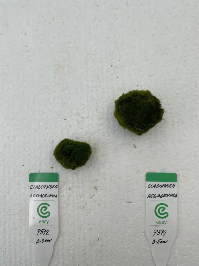 Näsets Ciklidhobby Cladophora aegagrophila mossboll 2–3 cm