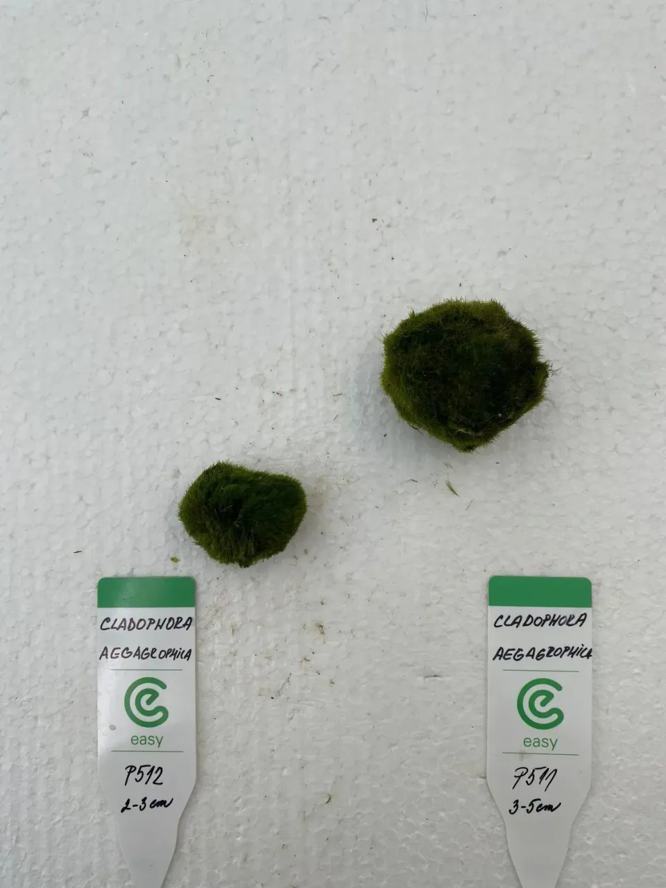 Näsets Ciklidhobby Cladophora aegagrophila mossboll 2–3 cm