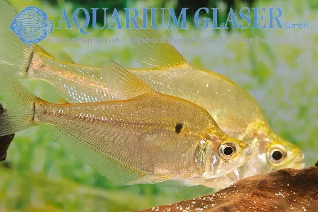 Näsets Ciklidhobby Charax cf. michaeli Akvariefisk 8-12 cm rovtetra