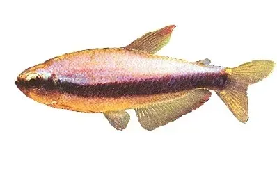 Inpaichthys kerri Blue Emperor tetra ö3 cm