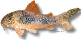 Corydoras ellisae pansarmal 2,5–3 cm bottenfisk