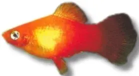 Näsets Ciklidhobby Platy Mary Gold akvariefisk 3–4 cm tålig
