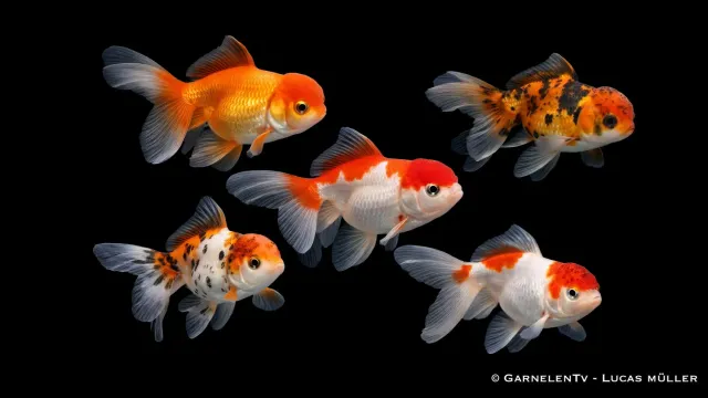 Garnelen TV Oranda Butterfly Mix guldfisk 7-8 cm