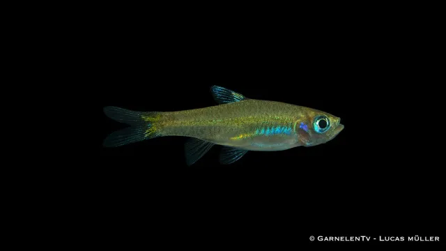 Garnelen TV Ögonfläcksrasbora Brevibora dorsiocellata stimfisk