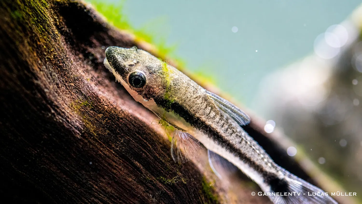 Garnelen TV Otocinclus affinis algätande mal 4–5 cm