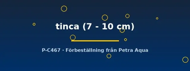 Näsets Tinca tinca sutare dammfisk 7–10 cm botten
