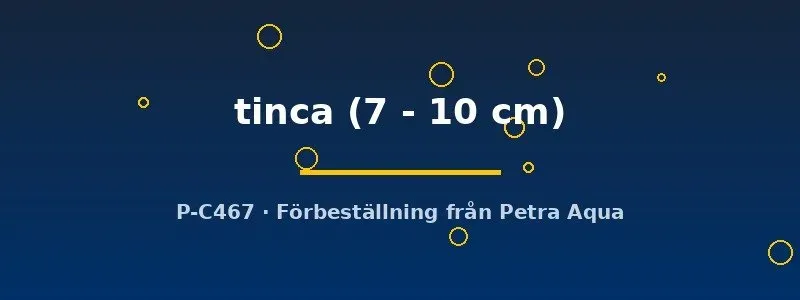 Näsets Tinca tinca sutare dammfisk 7–10 cm botten