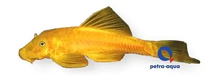 Näsets Ciklidhobby Ancistrus Gold ancistrusmal 2,5–3 cm