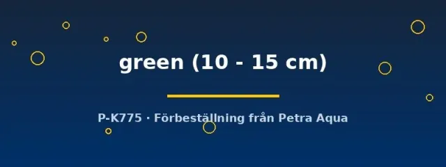 Näsets Ciklidhobby Scleropages formosus green akvariefisk 10–15cm