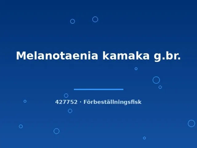 Näsets Ciklidhobby Melanotaenia kamaka akvariefisk 3–4 cm