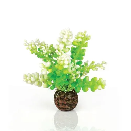 biOrb Caulerpa Green akvarieväxt grön 13 cm