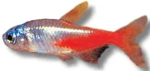 Näsets Neon Tetra Diamond XL akvariefisk Paracheirodon