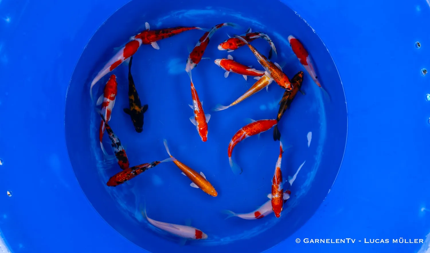Garnelen TV koi Cyprinus carpio 15–18 cm dammfisk
