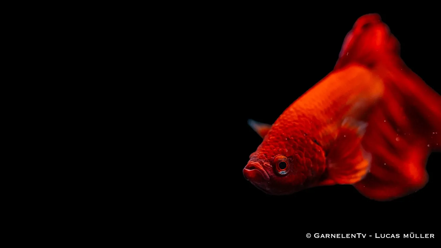 Garnelen TV Betta splendens kampfisk hane kortfenad