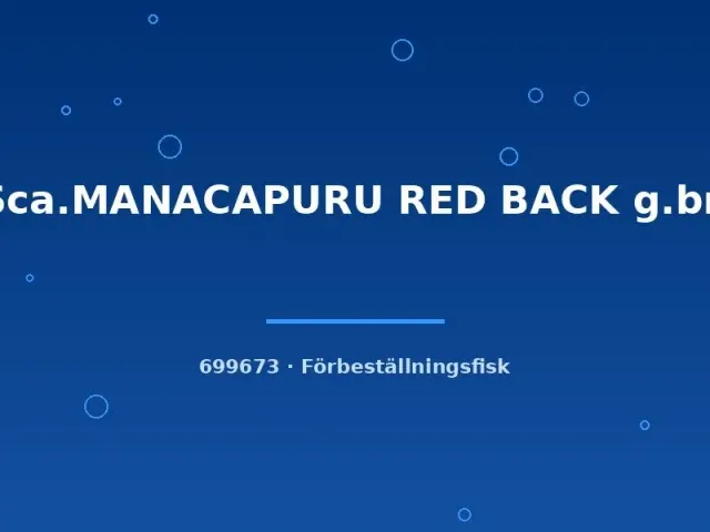 Näsets Ciklidhobby Manacapuru red back skalar md-lg förbeställd