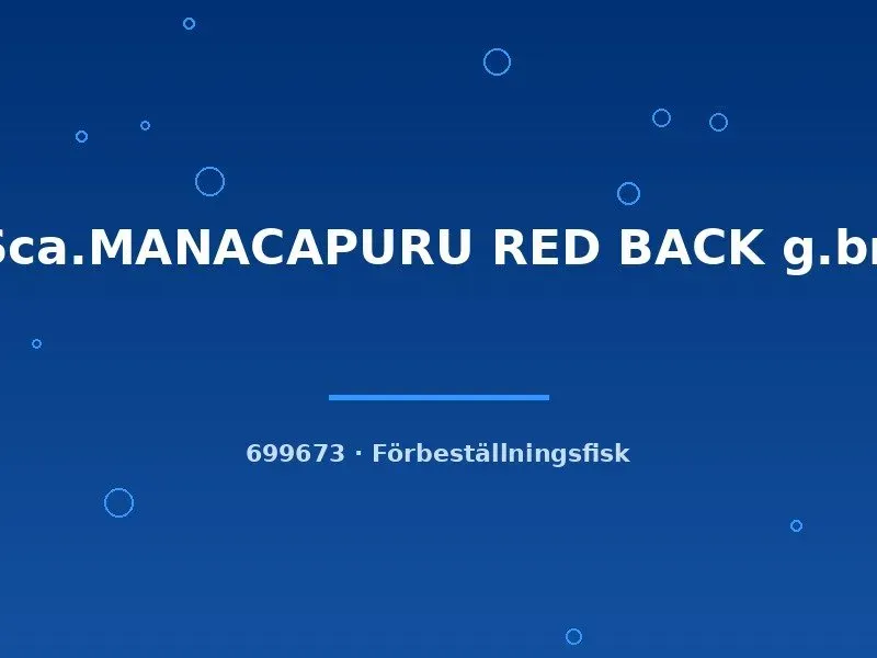 Näsets Ciklidhobby Manacapuru red back skalar md-lg förbeställd