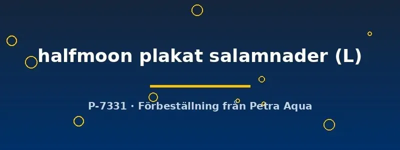 Näsets Ciklidhobby Betta Halfmoon Plakat kampfisk L hane