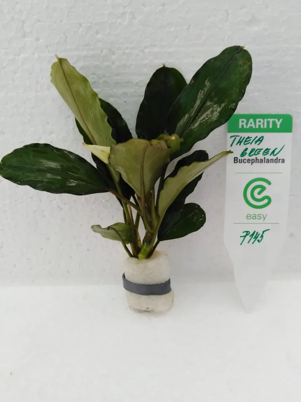 Bucephalandra theia green akvarieväxt Easy8