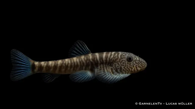 Garnelen TV Gastromyzon Blue Tail sugmal akvariefisk blå stjärt