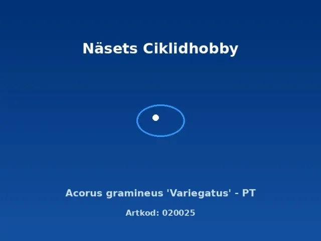 Näsets Ciklidhobby Acorus gramineus Variegatus akvarieväxt PT randig