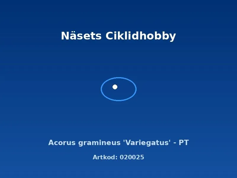 Näsets Ciklidhobby Acorus gramineus Variegatus akvarieväxt PT randig