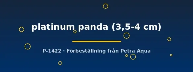 Näsets Ciklidhobby Platinum Panda skalar 3,5–4 cm