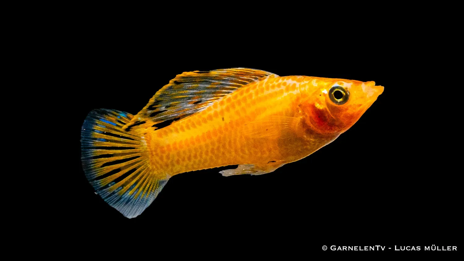 Garnelen TV segelmolly guld Poecilia velifera akvariefisk