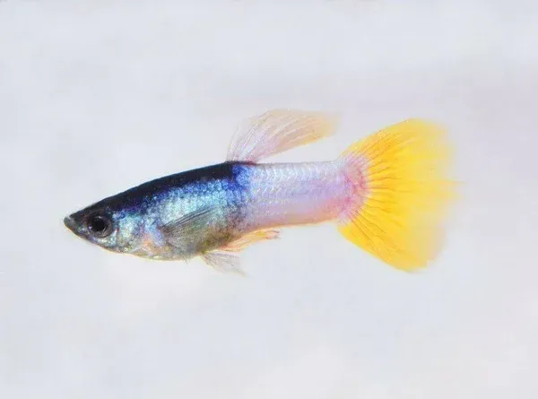 Näsets Ciklidhobby Guppy Pingu Bumblebee 5 cm