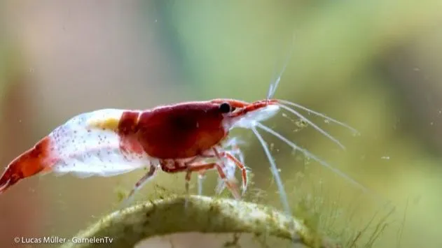 Garnelen TV Neocaridina Red Rili räka röd-vit Kohaku