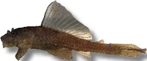 Näsets Ciklidhobby Hypostomus plecostomus gold mal 4 cm