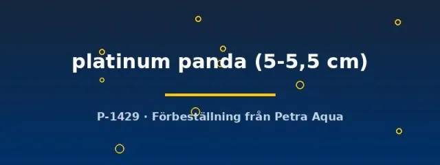 Näsets Pterophyllum scalare platinum panda skalar 5–5,5 cm