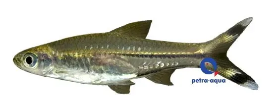 Näsets Ciklidhobby Rasbora trilineata saxstjärt 5–6 cm