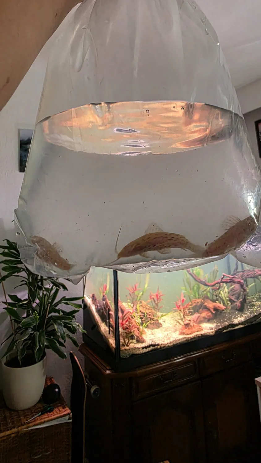Garnelen TV albino pansarmal akvariefisk 18 cm