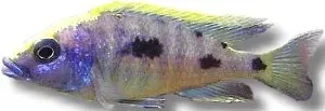 Näsets Ciklidhobby Otopharynx litobathes malawiciklid 6–7 cm