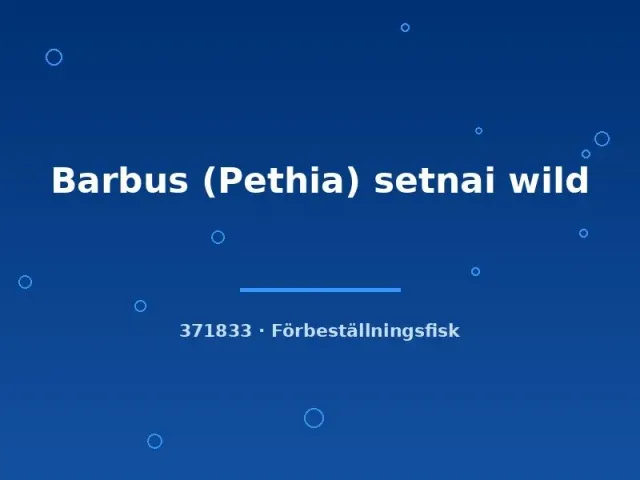 Näsets Barbus Pethia setnai akvariefisk wild lg