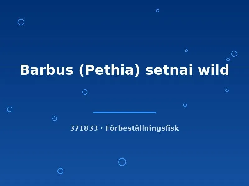 Näsets Barbus Pethia setnai akvariefisk wild lg