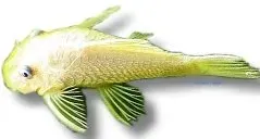 Näsets Ciklidhobby Ancistrus lemon L144 mal 2,5–3 cm