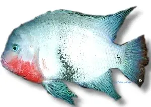 Näsets Ciklidhobby Cichlasoma maculicauda ciklid 5–6 cm