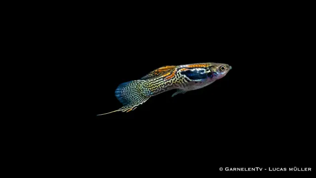 Garnelen TV Poecilia wingei Endlers guppy par black bar