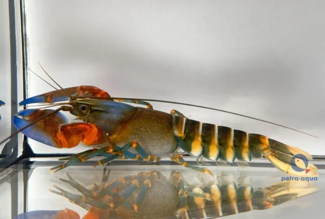 Cherax sp. papua red claw sötvattenskräfta 7–10 cm