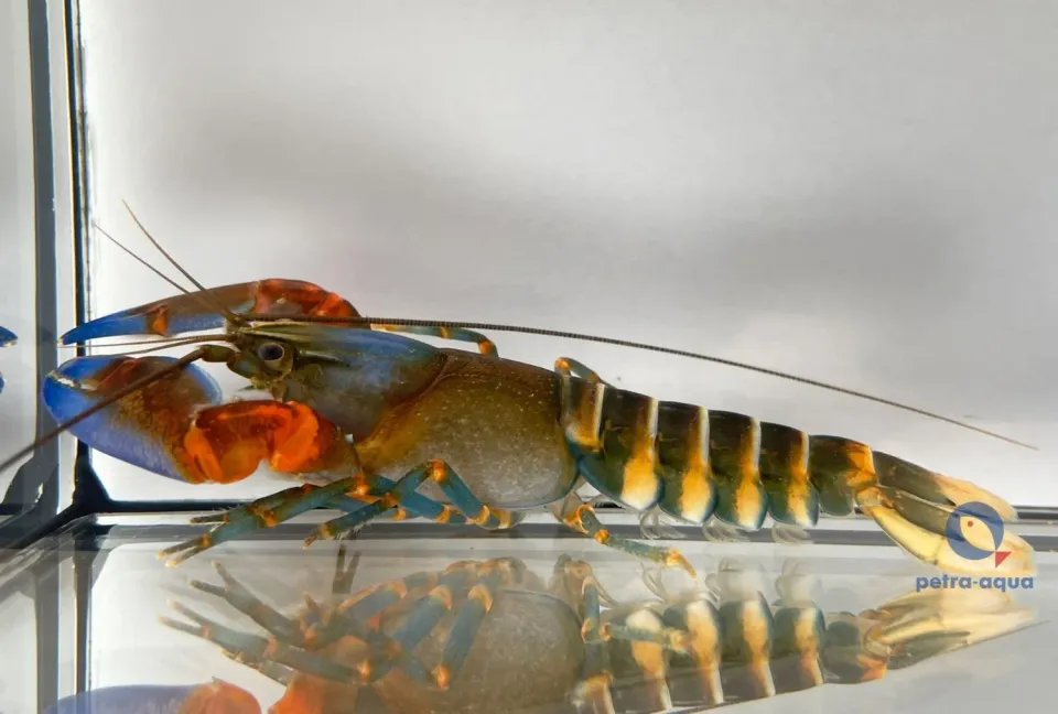 Cherax sp. papua red claw sötvattenskräfta 7–10 cm